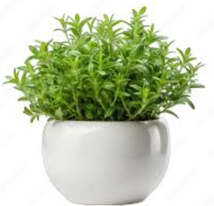 Thyme Plant