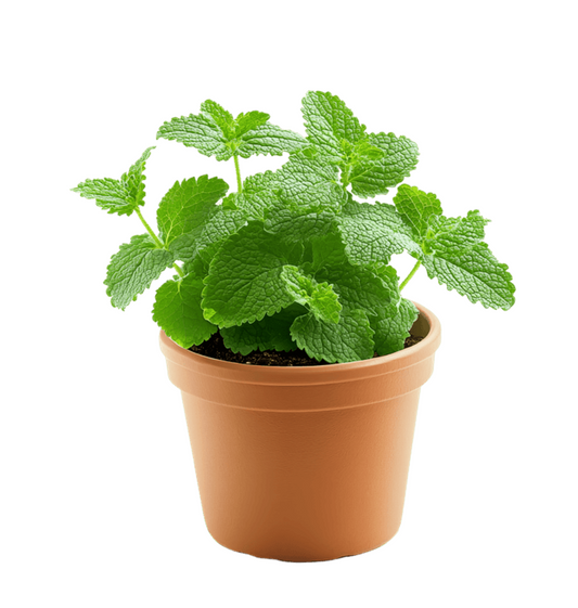 Lemon Balm Plant