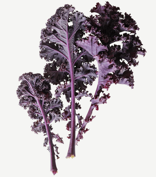 Fresh Local Kale - Scarlet Red