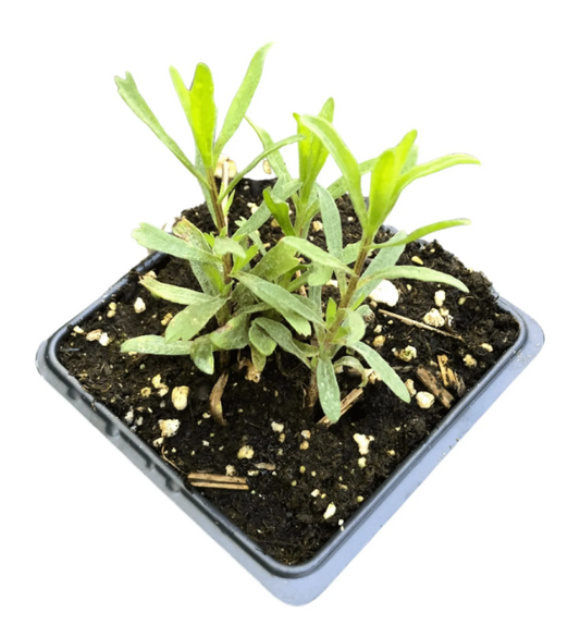 Tarragon Plant