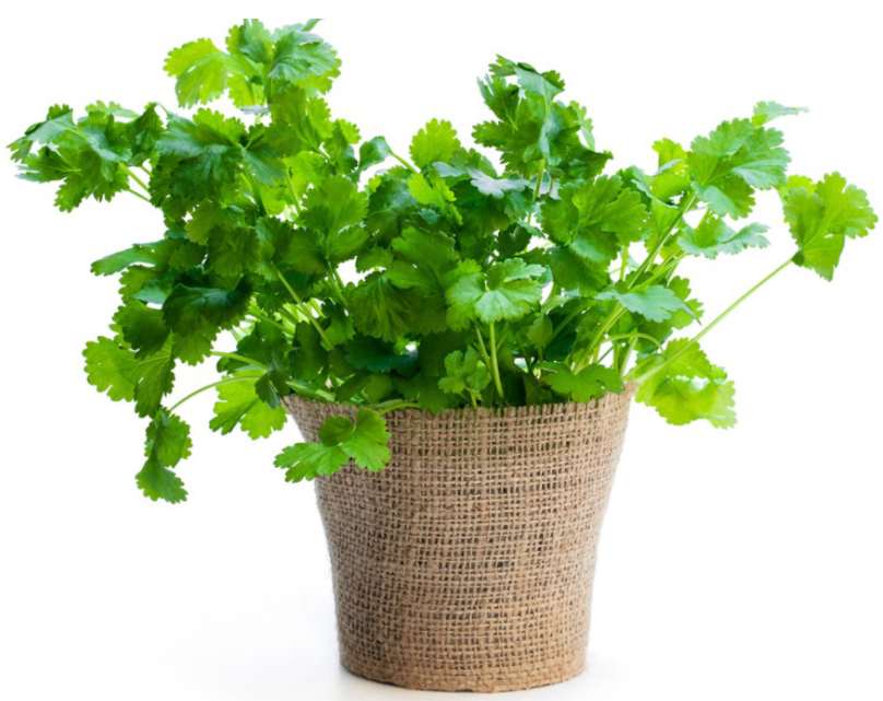 Cilantro Plant