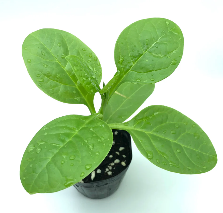 Maribar Spinach Plant