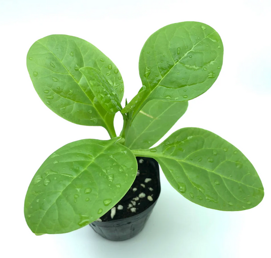 Maribar Spinach Plant