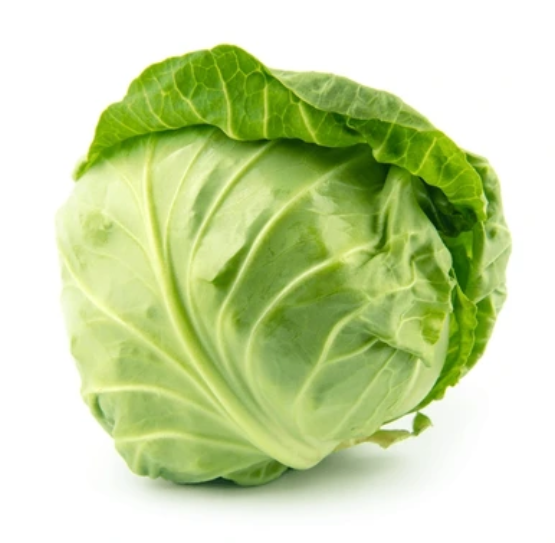 Cabbage Plant