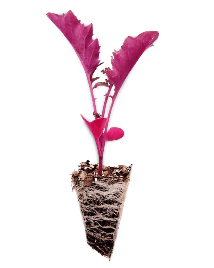 Scarlet Red Kale Plant