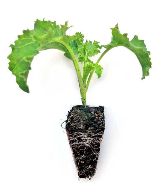 Red Russian Kale Plant