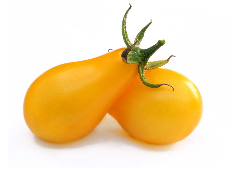 Tomato Plant