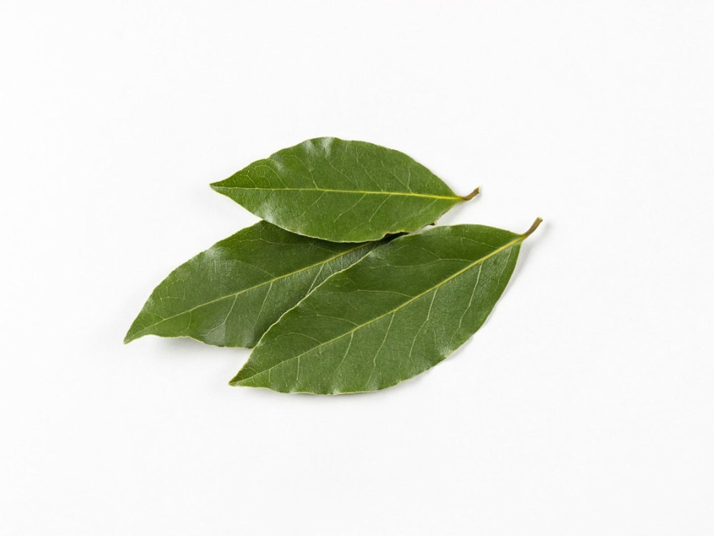 Fresh Local Bay Leaves