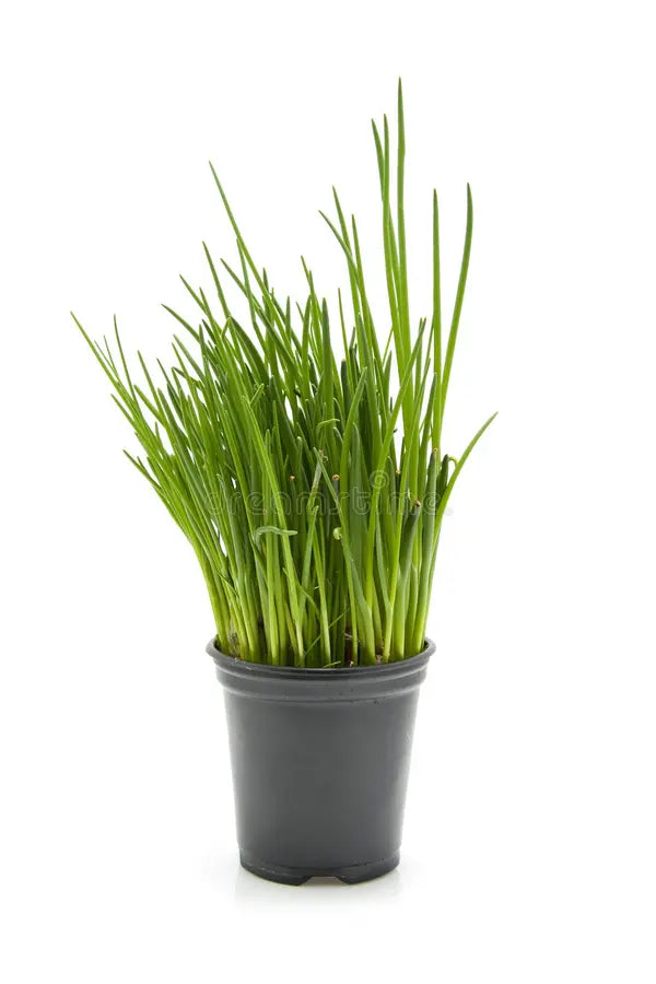 Chives Plant