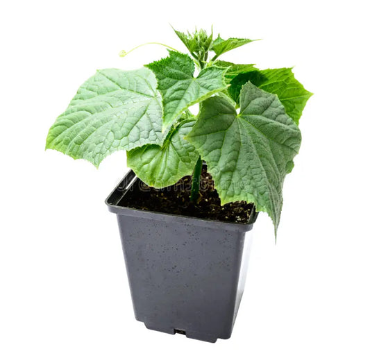 Cucumber Plant