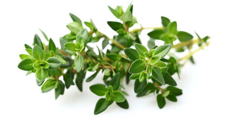 Local Fresh "Guyanese" Fine Leaf Thyme