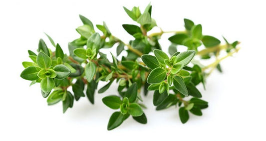 Local Fresh "Guyanese" Fine Leaf Thyme