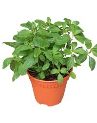 Mint Plants