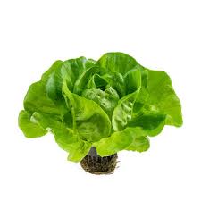 Butter crunch Lettuce Seedling