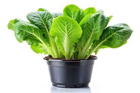 Romaine Lettuce Seedling