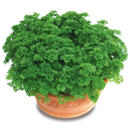 Parsley Plant