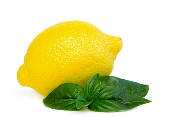 Basil Plant