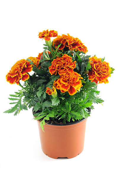 Marigold Plant