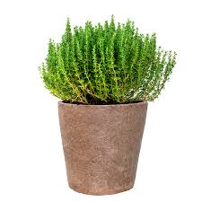 Lemon Thyme Plant
