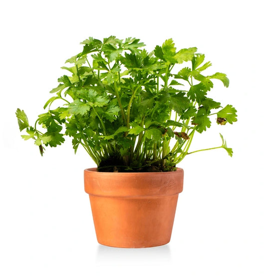 Celery Plant