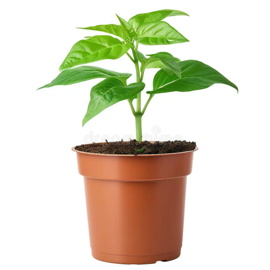 Bell Pepper Plant