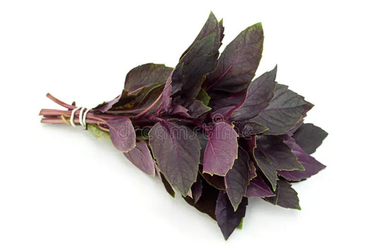 Fresh Purple Basil Mint