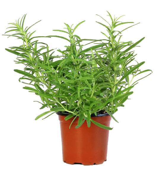 Rosemary Plant