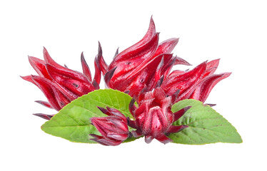 Fresh Local Sorrel Hibiscus Flower