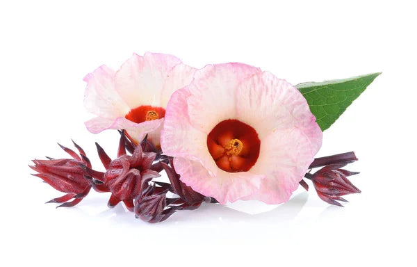Sorrel Hibiscus Flower Plant