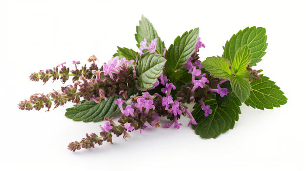 Basil Plant